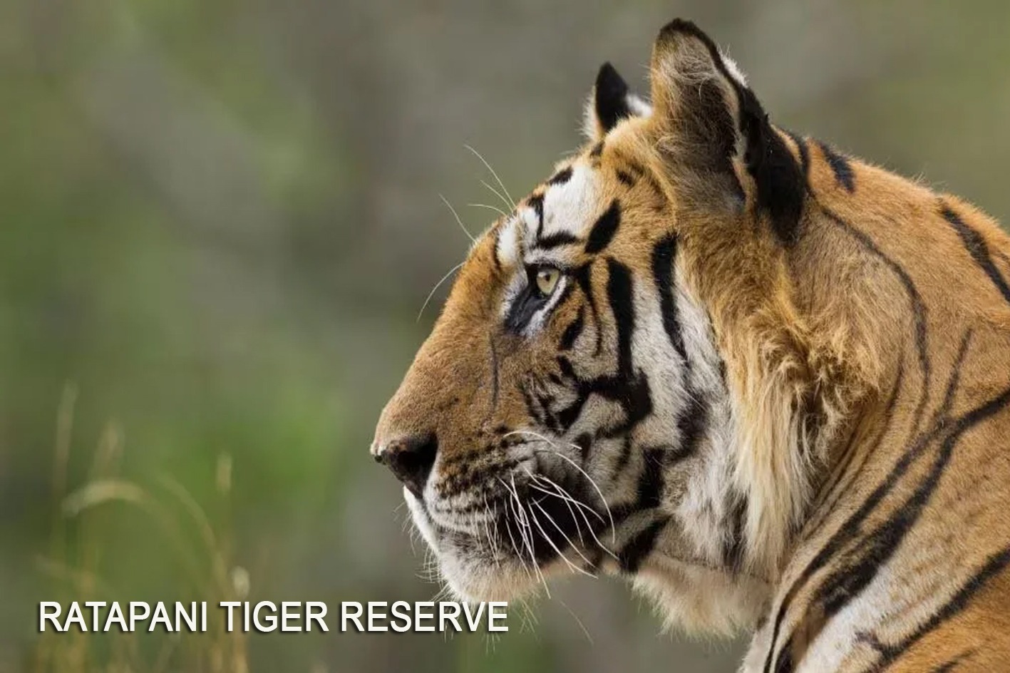 Ratapani Tiger Reserve